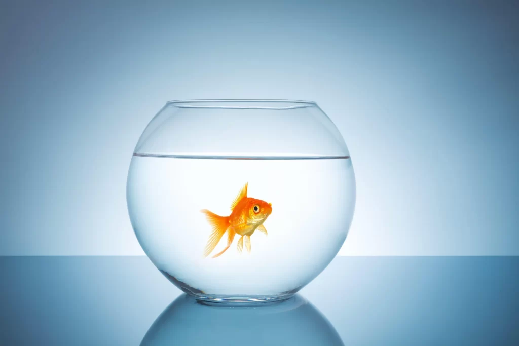 How Long Can Goldfish Go Without Food in a Bowl?