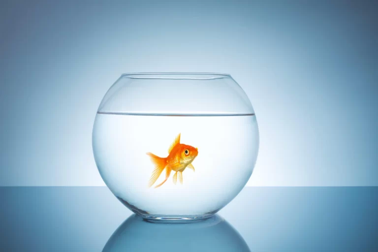 How Long Can Goldfish Go Without Food in a Bowl