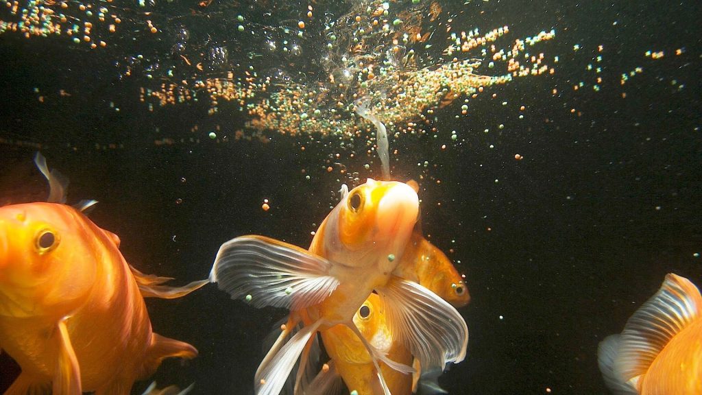 Goldfish's Feeding