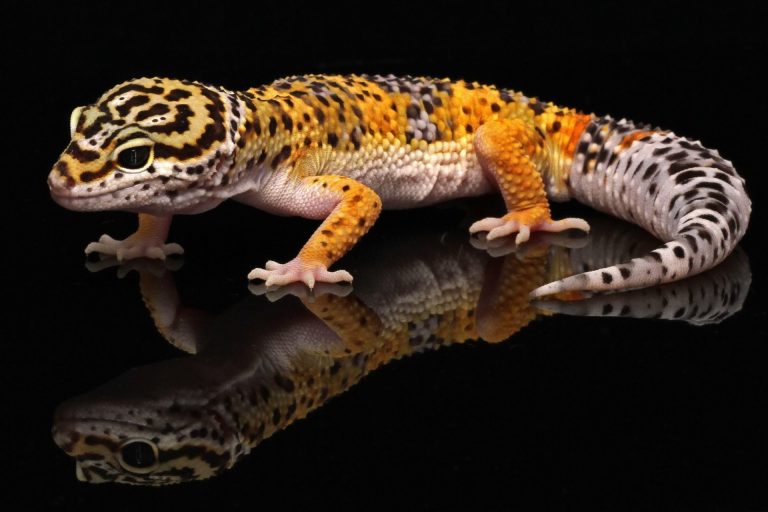 How Long Can Leopard Geckos Go Without Food and Water?