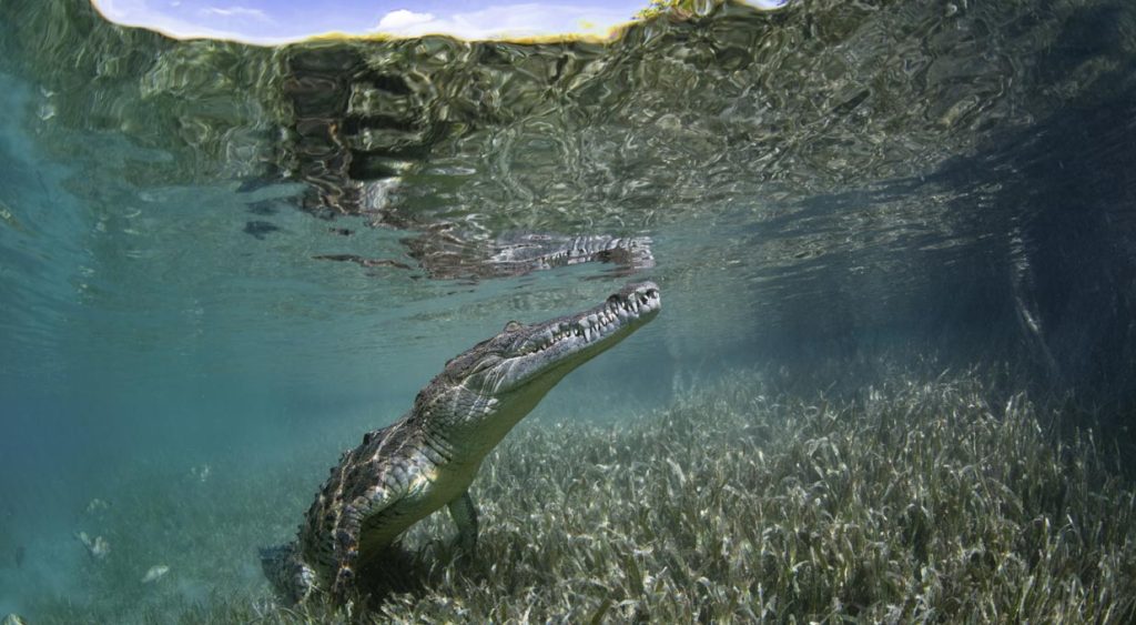 Costa Rica Crocodile swimming in water